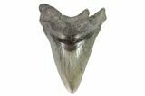 Bargain, Fossil Megalodon Tooth - Georgia #101491-1